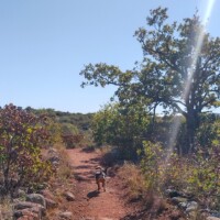 Small dog walking along a reddish dirt trail toward the Jed Johnson Watchtower Lawton Oklahoma, with bushes, trees, and a beam of sunlight cutting through a clear blue sky.