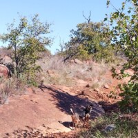 Two small dogs standing on a rocky path in a dry, rugged landscape with scattered trees and bushes under a clear blue sky.