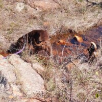 Brown dog standing in a shallow rocky stream, wearing a purple leash, surrounded by dry grass and sparse vegetation on a sunny day.