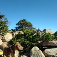 Brown dog in a harness standing among granite boulders and green shrubs on Mount Scott, Oklahoma, with clear blue sky and scattered trees in the background.