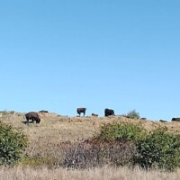 Herd of bison grazing on hillside in Wichita Mountains National Wildlife Refuge"