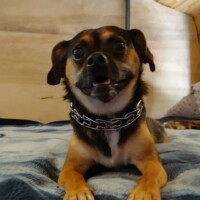 Louie, a small puggle with a chain collar, lying on a soft blanket in a cozy wooden room, paws stretched out as he relaxes in a cabin-like setting.