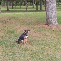Louie, a small black and brown puggle, sitting on green grass in a wooded area, looking toward the camera with trees and a grassy field in the background