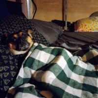 Louie, a small puggle, lying on a bed partially covered by a green and white checkered blanket, resting his head on a black pillow with white triangles, surrounded by colorful cushions in a cozy indoor setting.