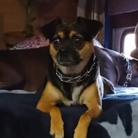 Louie, a small black and tan puggle with a chain collar, lying alert on a blanket indoors, with another dog resting nearby and a window in the background.