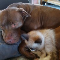 Jemma, a caramel-brown pitbull, resting her head gently on a fluffy light-colored cat nestled beside her on a blanket, capturing a quiet moment of interspecies affection indoors.