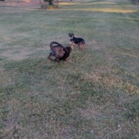 Open grass play area with dogs at Benjamin Biscuits Dog Park
