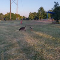 Large open grass play area with dogs at Benjamin's Biscuit Acres Dog Park Tulsa