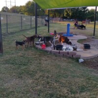 Shaded water and rest station with dogs at Benjamin's Biscuit Acres Dog Park Tulsa