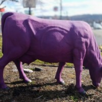 Purple cow statue grazing near the roadside outside the Purple Cow ice cream shop in Johnson City, TN, with cars and buildings in the background.