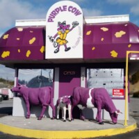 Front of Purple Cow ice cream shop in Johnson City, TN, with cartoon cow sign, purple spotted awning, and three purple cow statues out front.