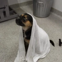 Louie, a small puggle, wrapped in a white towel and sitting on a gray floor with a purple leash nearby, looking freshly bathed and mildly unimpressed.