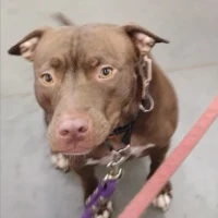 Jemma, a caramel-brown pitbull with light eyes, sitting alert on a gray floor with a red and purple leash attached, gazing directly at the camera with quiet strength