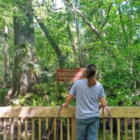 Person standing on a wooden boardwalk in a lush forest at DeLeon Springs, holding a dog on a leash and reading a posted sign that says, 'Please do not feed the wildlife.'