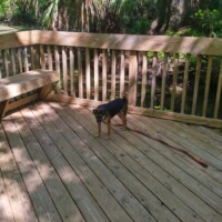 Small dog standing alert on a wooden deck surrounded by trees and greenery, with a wooden bench and railing nearby, sunlight filtering through the forest canopy.