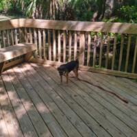Small dog standing alert on a wooden deck surrounded by trees and greenery, with a wooden bench and railing nearby, sunlight filtering through the forest canopy.