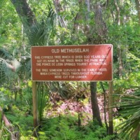 Informational sign in a lush, wooded area titled 'Old Methuselah,' describing a cypress tree over 1,000 years old, spared during 1930s logging due to its hollow trunk, with dimensions including a 35-foot circumference and 100-foot height. Located at Old Methuselah DeLeon Springs State Park