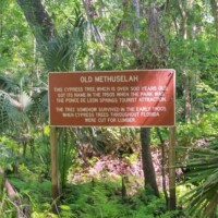 Informational sign in a lush, wooded area titled 'Old Methuselah,' describing a cypress tree over 1,000 years old, spared during 1930s logging due to its hollow trunk, with dimensions including a 35-foot circumference and 100-foot height. Located at Old Methuselah DeLeon Springs State Park
