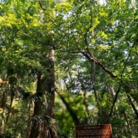 Wooded area at DeLeon Springs with dense green foliage and a brown sign reading: 'ATTENTION: This area is a protected habitat. Please stay on the designated trails and do not disturb the wildlife.