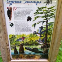 Interpretive sign titled 'Cypress Swamps' describing the ecosystem’s bald cypress trees, root structures, and wildlife including woodpeckers, with colorful illustrations and detailed ecological information.