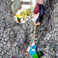Closer view of gnome figurines gathered around the base of a tree near the water’s edge.