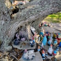 Side angle of a waterfront tree with a variety of gnome statues nestled in the roots.