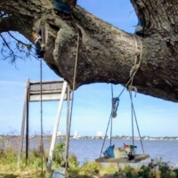 Tree surrounded by a collection of gnome figurines nestled at its base near a waterfront setting.