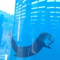 A serene underwater scene showcasing native fish swimming among rocks in a clear tank.