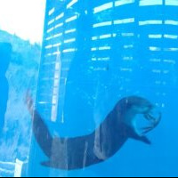 A serene underwater scene showcasing native fish swimming among rocks in a clear tank.