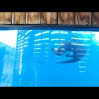 An underwater view of a sea lion or seal swimming in a clear tank, with a wooden structure visible above, illuminated by light from the surface.