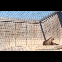 A sea lion resting inside a wooden enclosure covered with netting, with a bright blue sky visible above.
