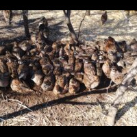 A large group of quails gathered closely on the ground, surrounded by dry grass and thin branches, appearing to rest or feed together in a natural setting.