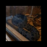 A dark-patterned snake coiled up inside a glass and wood enclosure, resting on a bed of wood shavings with a reflection visible on the glass surface.
