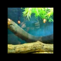 A large eel-like creature swimming near the bottom of an aquarium, surrounded by deep blue water and hanging green plants, with reflections visible on the glass.