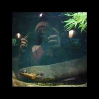 A long, slender fish or eel-like creature resting on the bottom of an aquarium, with aquatic plants in the upper corner and a faint reflection of a person taking a photo on the glass.