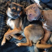 Jemma, a caramel-brown pitbull, resting with her head on a black and tan dog’s side, both lying on a blanket in a cozy indoor setting, showing their close bond and gentle nature.