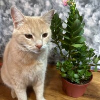 A light-colored cat sits beside a potted plant blooming with pink flowers. The backdrop is soft and blurred, with gray and white patterns that frame the scene like wallpaper. Bean’s posture is upright and quietly dignified, as if stationed there for surveillance or aesthetic excellence. The floral element adds a delicate contrast to his neutral tones, creating a warm and whimsical moment of stillness.