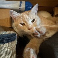 A light orange tabby cat lounges in a cozy nook surrounded by a mix of everyday objects, including a blue and white plastic bag and a textured cushion. His front paw is raised slightly as he stretches or grooms, eyes relaxed and half-closed. The warm tones of his fur and laid-back demeanor give the scene an intimate glimpse into his quiet daily rhythm.