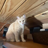 A pale cream-colored cat sits confidently on a wooden shelf positioned under a ceiling made of visible planks. Surrounding him are assorted objects including a black box and white item, lending the space a cozy, slightly cluttered feel. Bean stares directly at the camera, his posture upright and his gaze calm, giving the impression he’s surveying his domain from a private command perch.