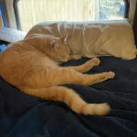 A pale orange tabby cat lies comfortably on a dark blue blanket spread over a bed. His head rests gently on a beige pillow, and he’s positioned near a window that offers a peek of a wooden outdoor structure. The soft lighting and peaceful pose give the scene a quiet, relaxed energy—like Bean has claimed this nap station as part of his daily syndicate briefing ritual.