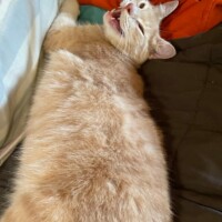 A light orange tabby cat lies sprawled on a bed, his body elongated and head tilted back in a wide yawn. His mouth is open, revealing teeth and tongue in a moment of pure feline expression. A striped pillow and orange blanket add cozy contrast behind him, emphasizing the relaxed, intimate setting. The scene captures a candid burst of personality—equal parts nap mode and operatic flair.