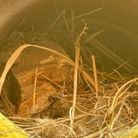 Detailed close-up of a wall mural in Columbia, South Carolina, showing a circular yellow tube with birdhouse embedded into a painted brick surface. The birdhouse contains a nest made of twigs and dried foliage, blending into the textured backdrop of green hills and gradient sky elements.