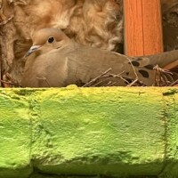 Mourning dove resting in a twig-lined nest built on a ledge of green-painted bricks in Columbia, South Carolina. The setting includes exposed insulation and a wooden beam, contrasting the bird’s stillness with the raw textures of its urban refuge.
