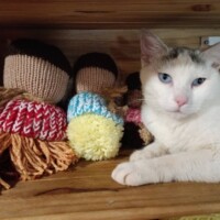 A white cat with blue eyes lounges on a wooden shelf beside three hand-knitted dolls. The dolls wear colorful scarves and hats, adding a playful contrast to the feline’s serene, watchful pose. Positioned to the right of the trio, the cat faces the camera with quiet command—suggesting soft leadership and shelf-top surveillance within the Traveling Cat Syndicate.