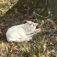 A sleek white cat lies curled on the ground at the base of a tree, surrounded by grass, fallen leaves, and small twigs. Her eyes are partially closed in peaceful rest, and her body is tucked in a relaxed posture. The tree’s trunk and earthy textures frame the scene, suggesting a quiet moment in a natural outdoor setting.