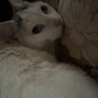 A sleek white cat with subtle dark markings on the head rests on a floral-patterned cushion. Her body is curled comfortably, and her head lies against the cushion while she looks directly at the camera. The rich pinks, reds, and greens of the cushion’s design complement her pristine fur, creating a cozy yet regal ambiance.