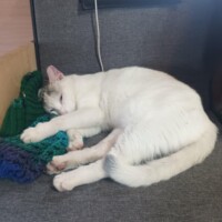 A sleek white cat with faint gray markings lies curled on a gray surface, nestled beside a green and blue knit blanket. Her head rests gently on the soft texture, and her body is tucked in a peaceful sleep posture. A white cable hangs in the background, adding a casual touch to the cozy domestic scene.