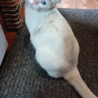 A sleek white cat with pale gray markings sits on a textured beige carpet, her body angled away but her head turned toward the camera. Her piercing blue eyes meet the viewer with quiet intensity. A woven basket sits nearby, and the wooden floor behind her adds warmth to the indoor setting. The moment captures her serene composure and subtle alertness—command presence in a domestic frame.