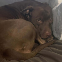 Jemma, a caramel-brown pitbull, curled up on a dark blanket with her head resting against a gray cushion, gazing softly at the camera