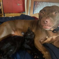 Jemma, a caramel-brown pitbull, lying on a blue blanket with a black cat snuggled against her chest, both resting peacefully in front of a red wall with stuffed animals.